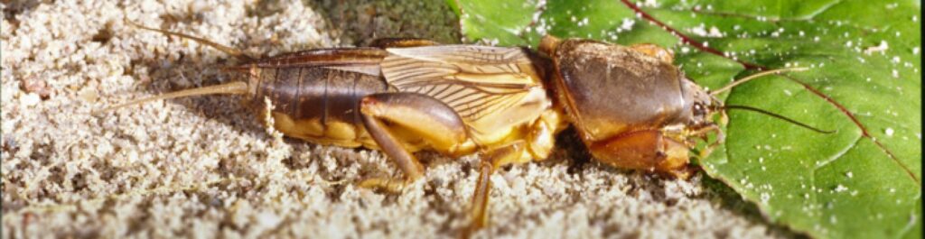 Nematoden gegen Maulwurfsgrillen 50 m²
